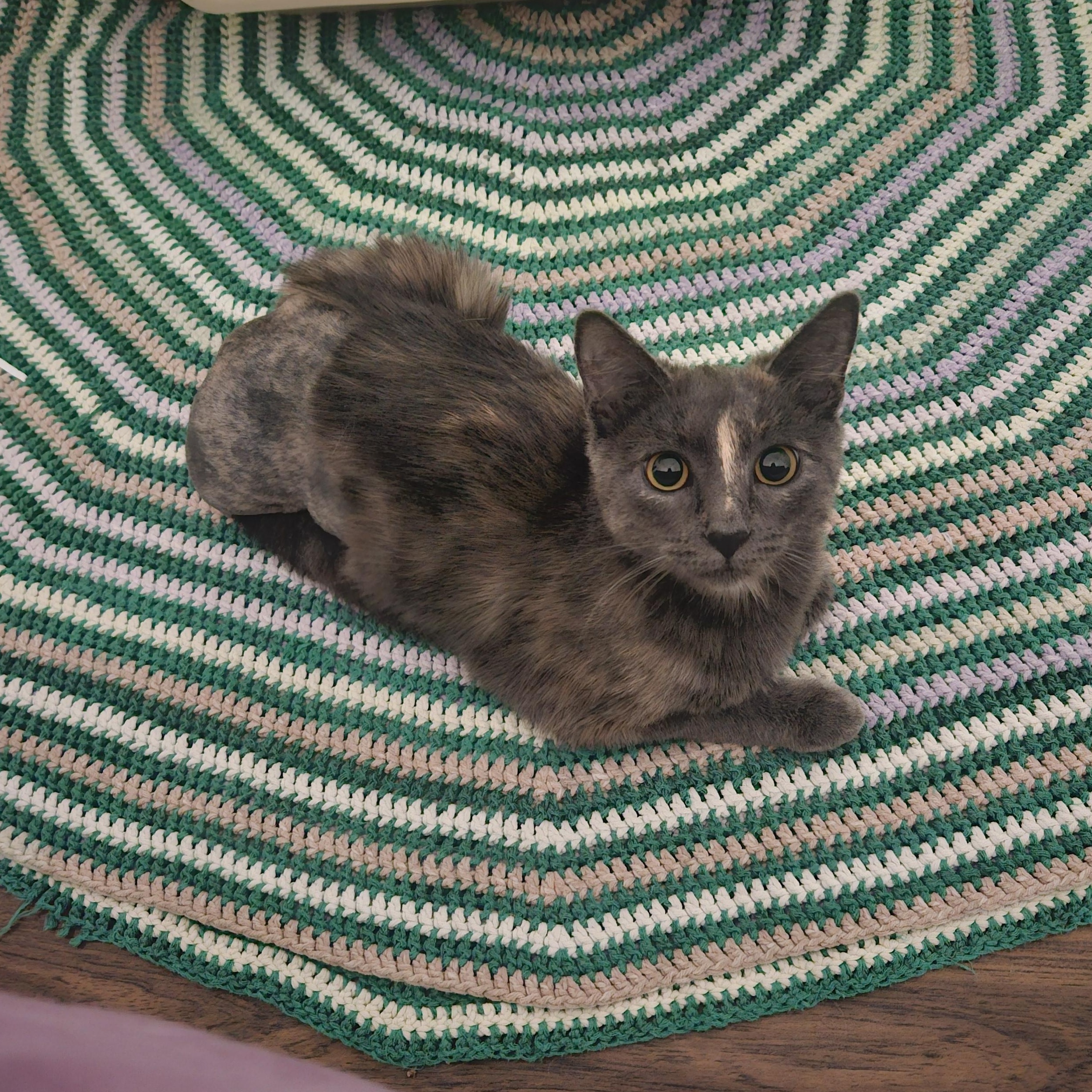 Enlarge Turkey Leg, a ADOPTABLE Domestic Short Hair in Melbourne, FL image 1/2