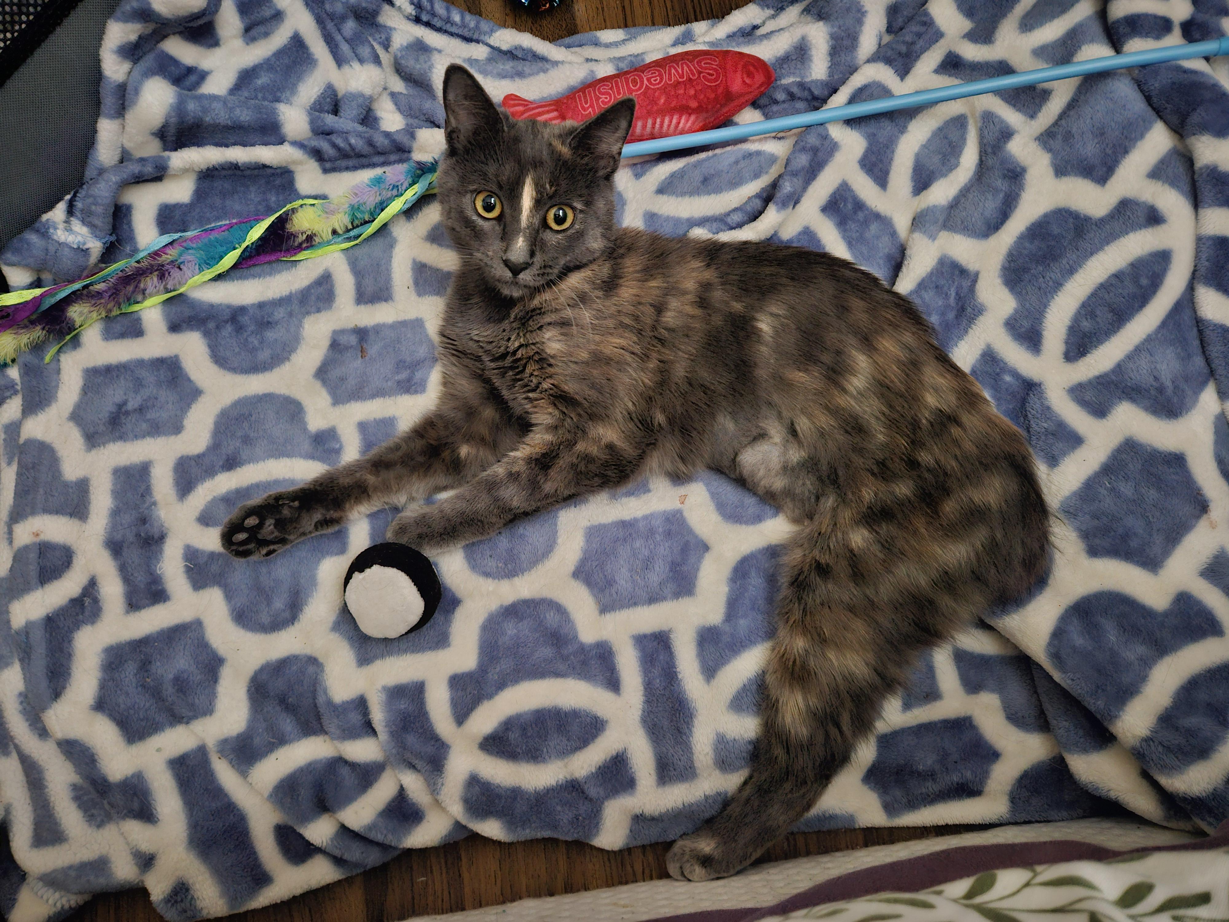 Enlarge Turkey Leg, a ADOPTABLE Domestic Short Hair in Melbourne, FL image 2/2