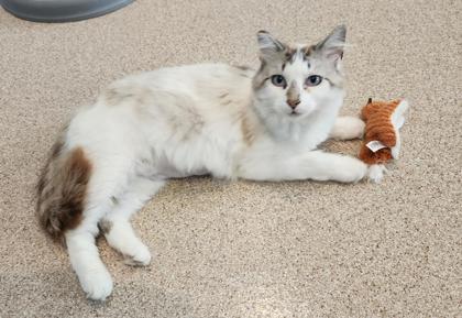 Chewy, ADOPTABLE, Adult Female Siamese.