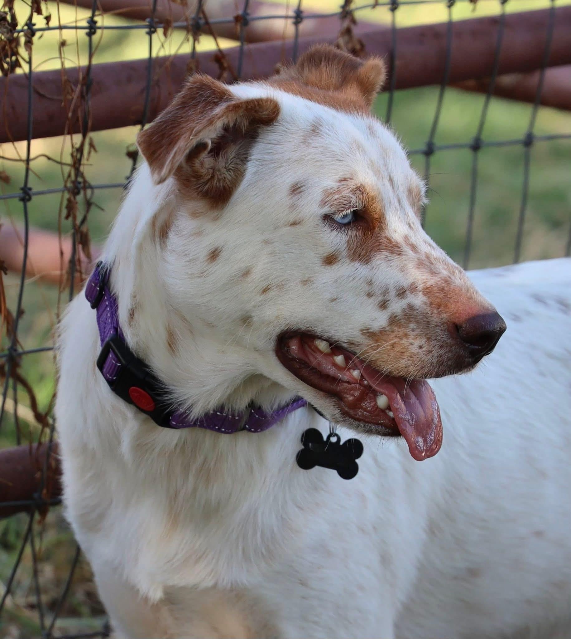 Enlarge Radley, an adopted mixed breed in Keller, TX image 1/5