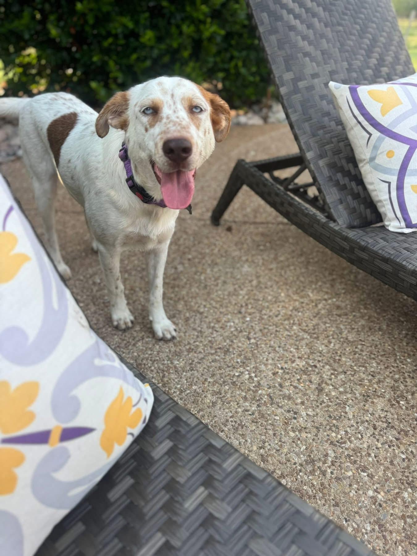 Enlarge Radley, an adopted mixed breed in Keller, TX image 5/5