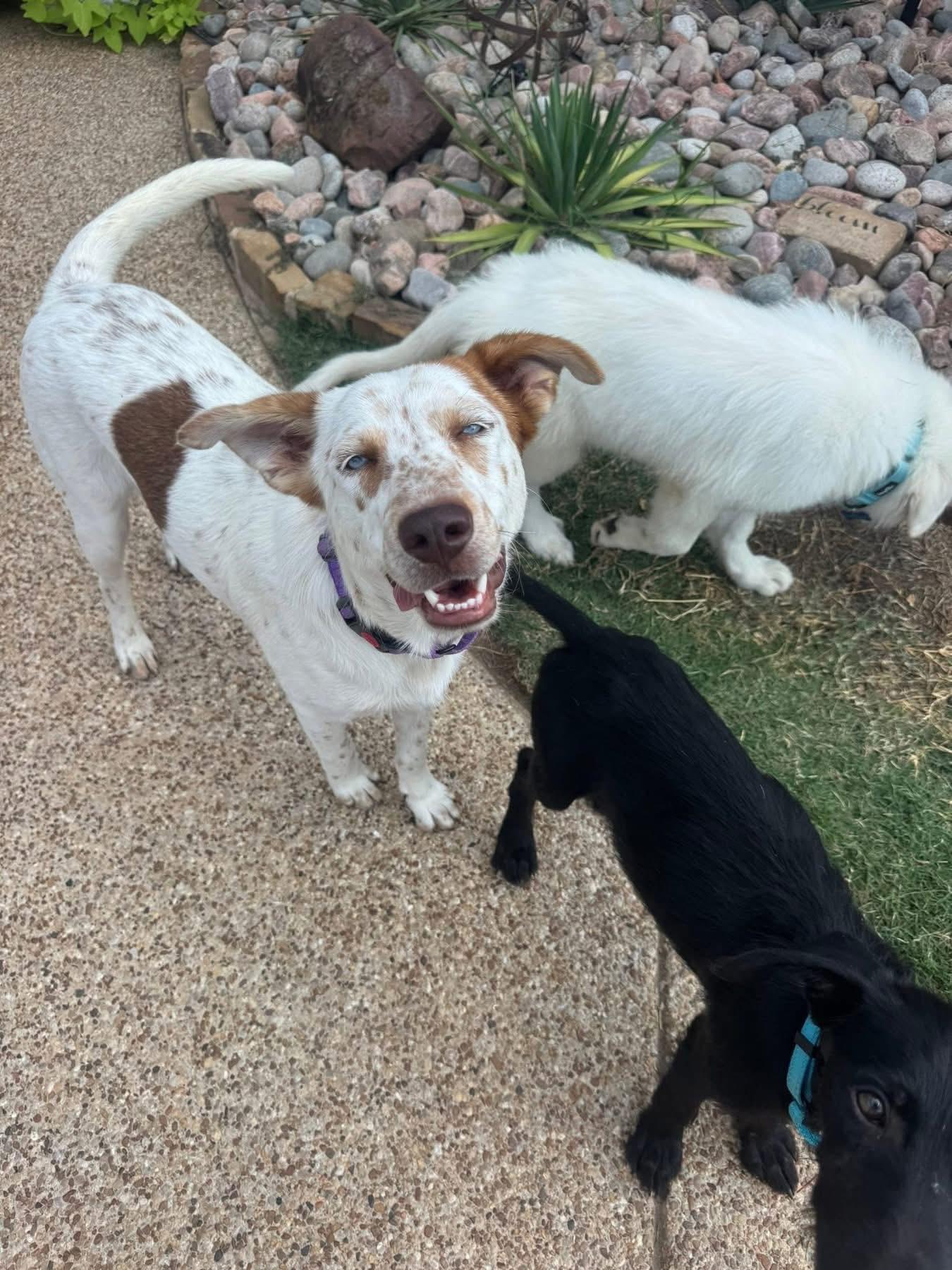 Enlarge Radley, an adopted mixed breed in Keller, TX image 2/5