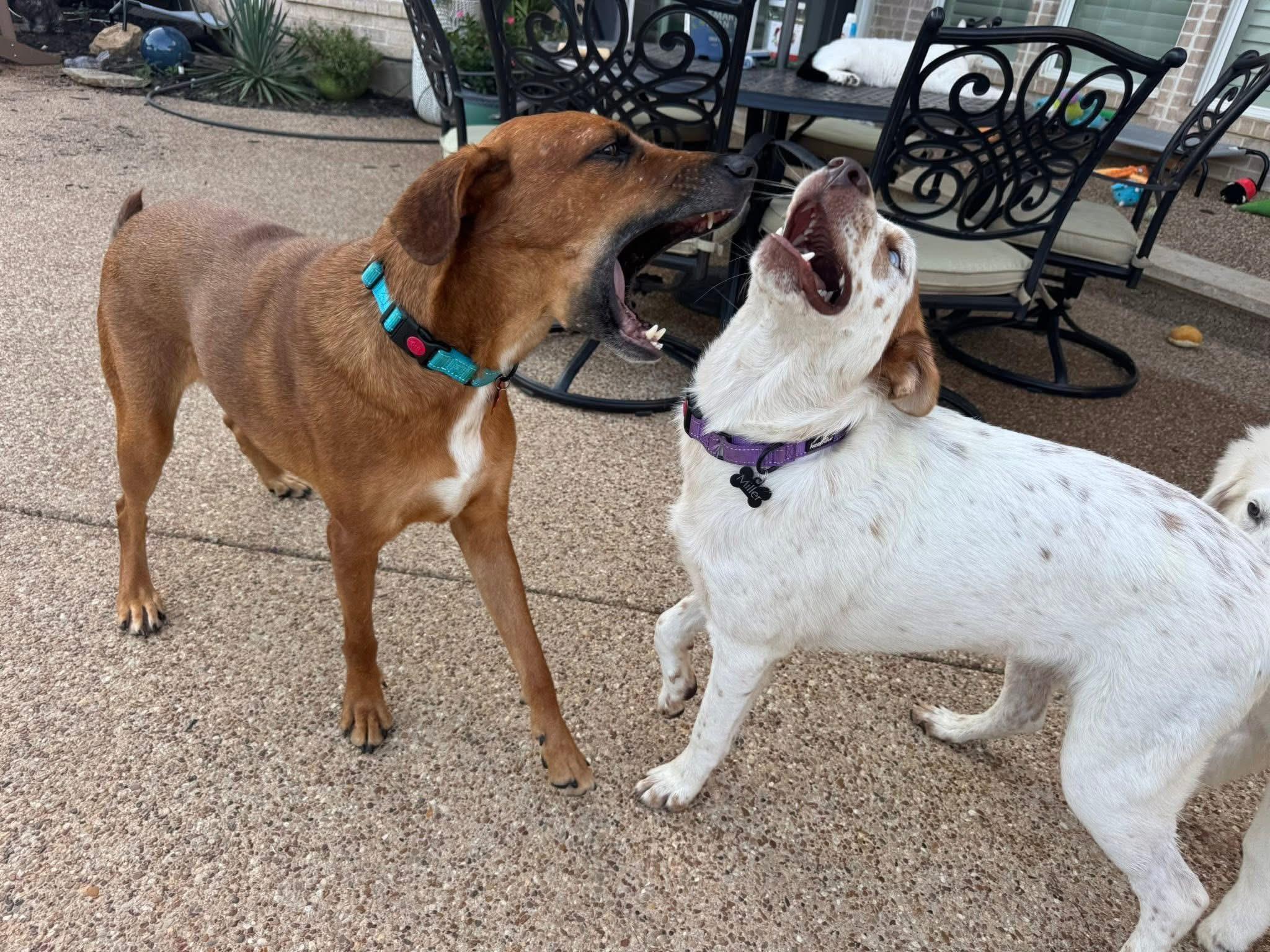 Enlarge Radley, an adopted mixed breed in Keller, TX image 4/5