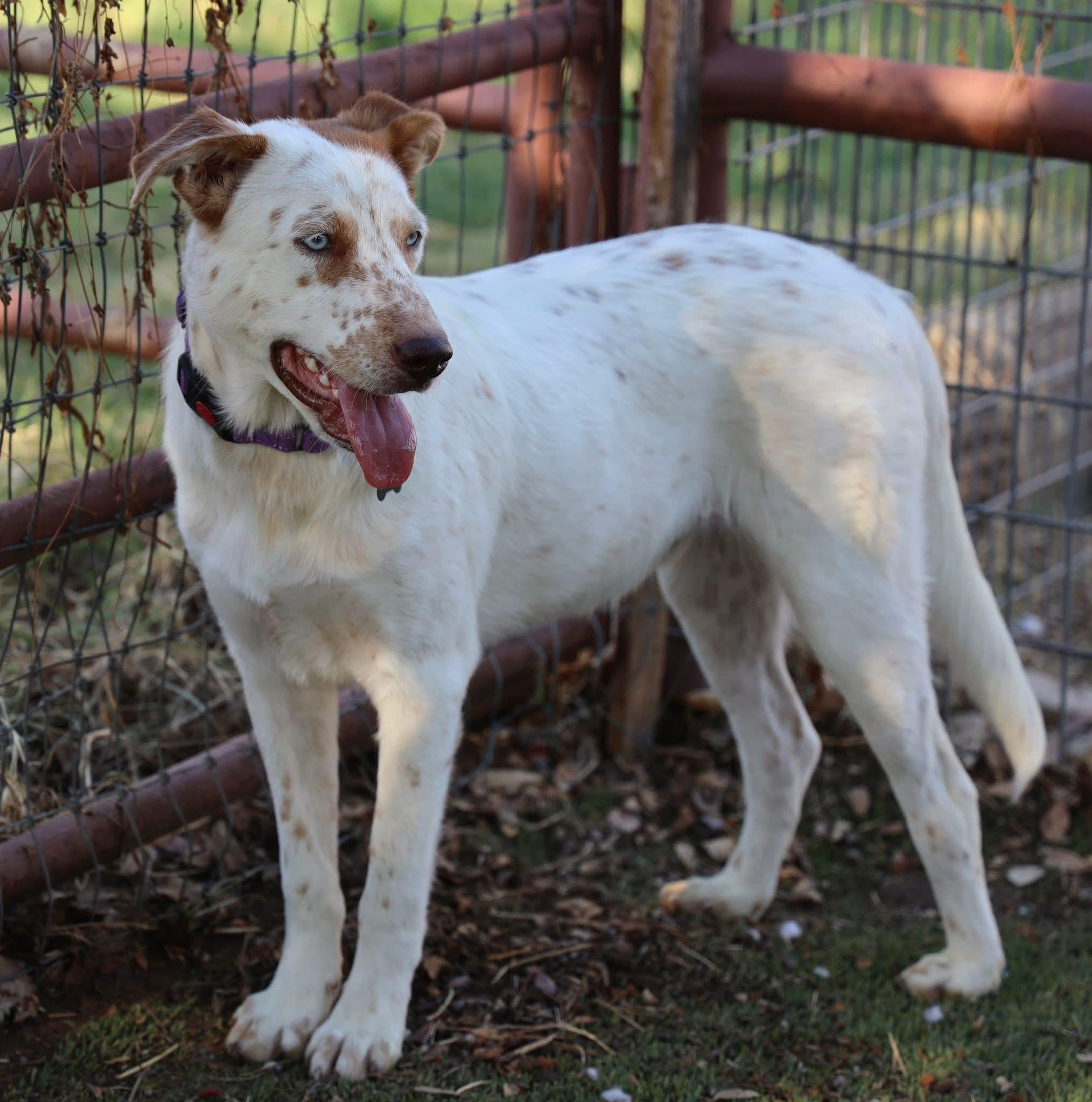 Enlarge Radley, an adopted mixed breed in Keller, TX image 3/5