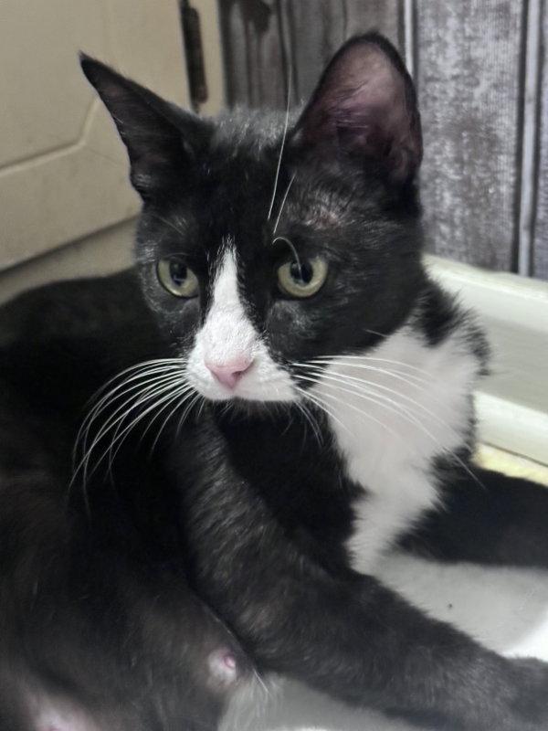 Velocity, Adopted, Adult Female Tuxedo & Domestic Short Hair.