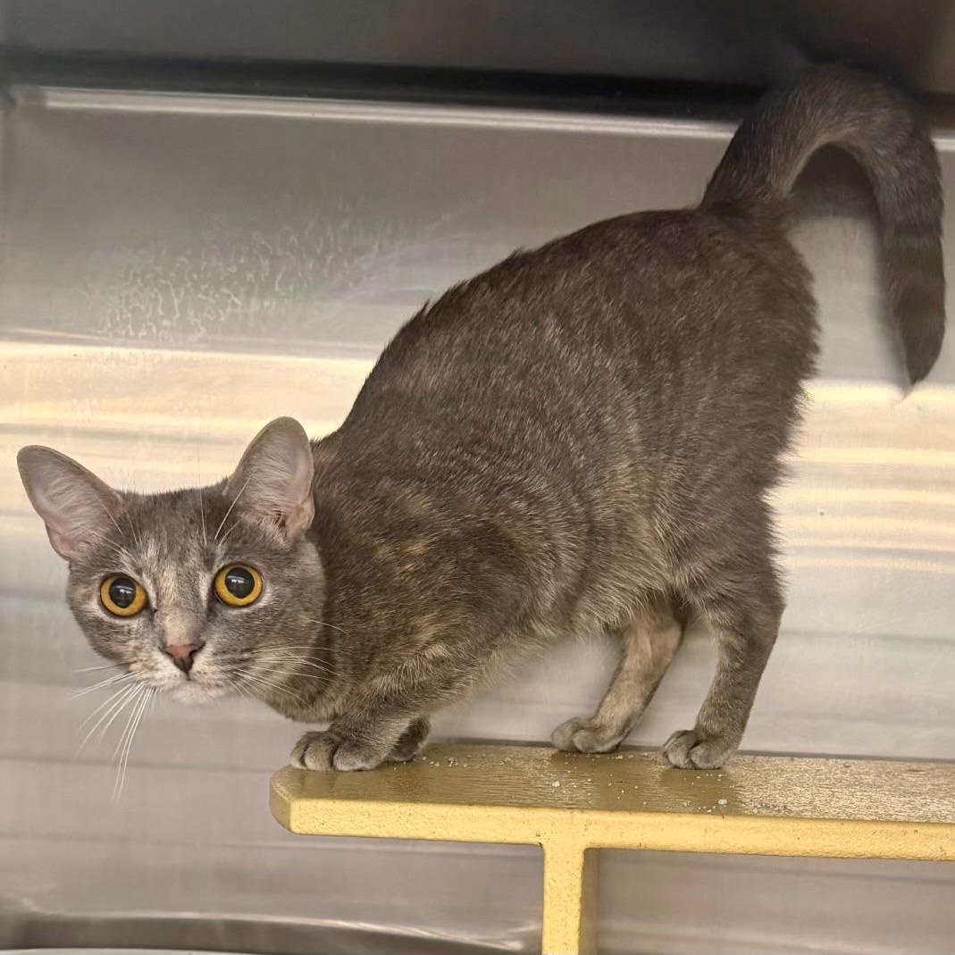 Willow, adopted, Young Female Domestic Short Hair.