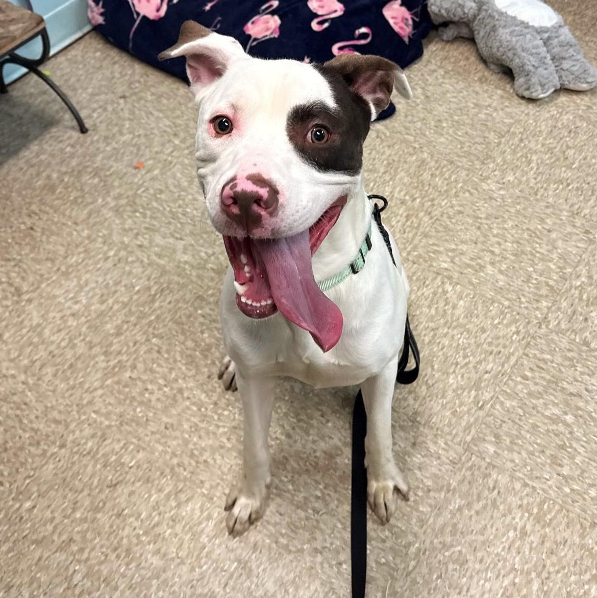 Edo Voss, Adoptable, Young Male Mixed Breed.