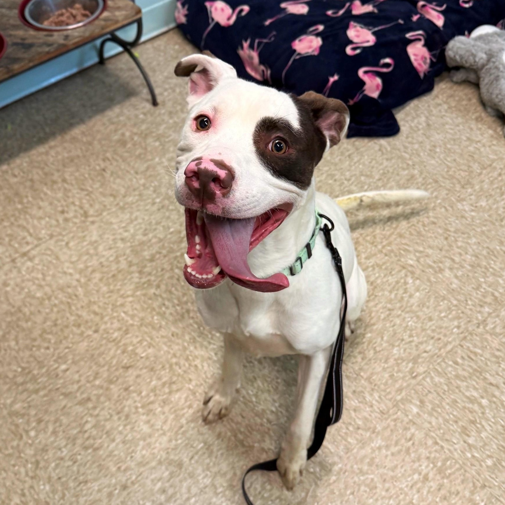 Enlarge Edo Voss, a Adoptable Mixed Breed in Brookhaven, NY image 3/3