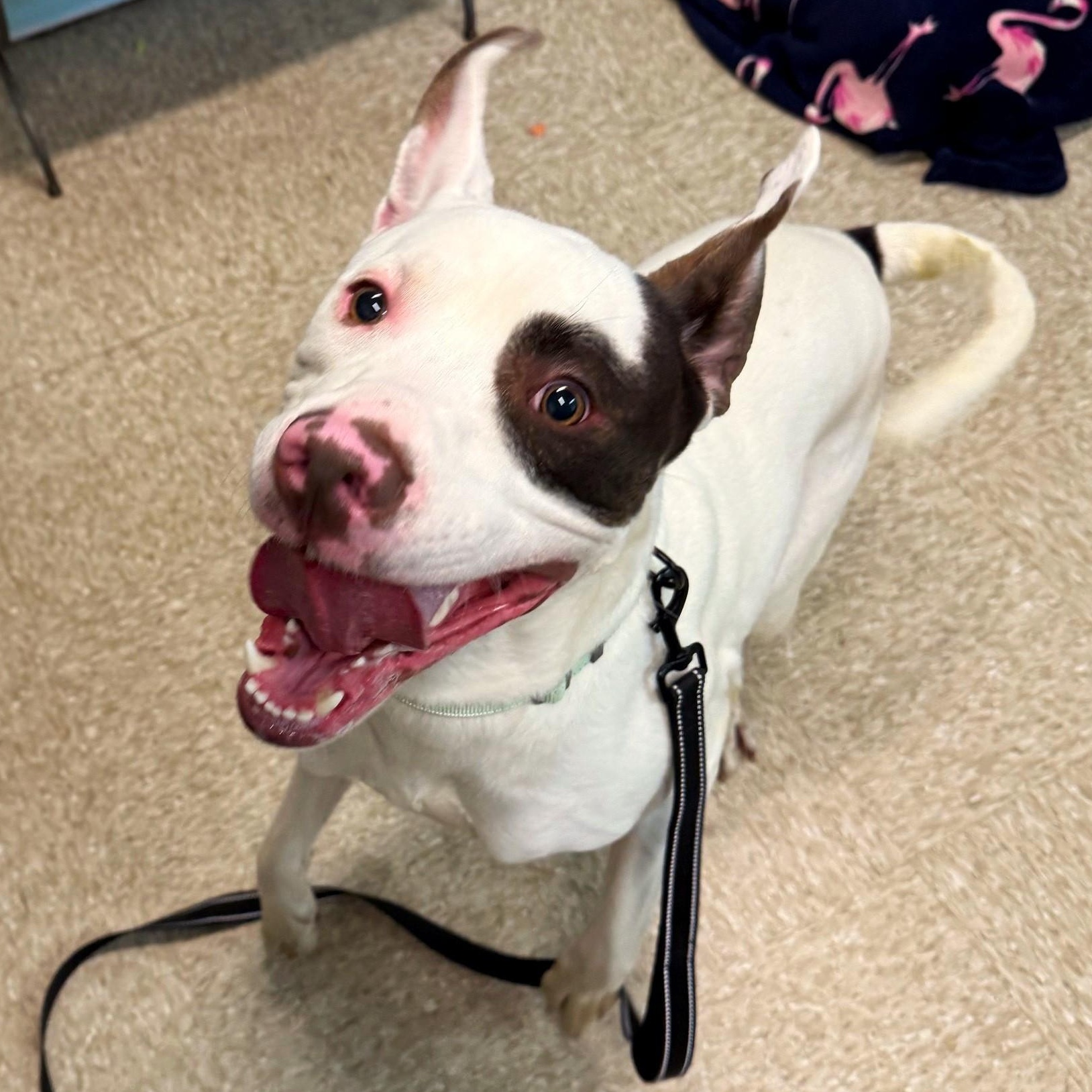 Enlarge Edo Voss, a Adoptable Mixed Breed in Brookhaven, NY image 2/3