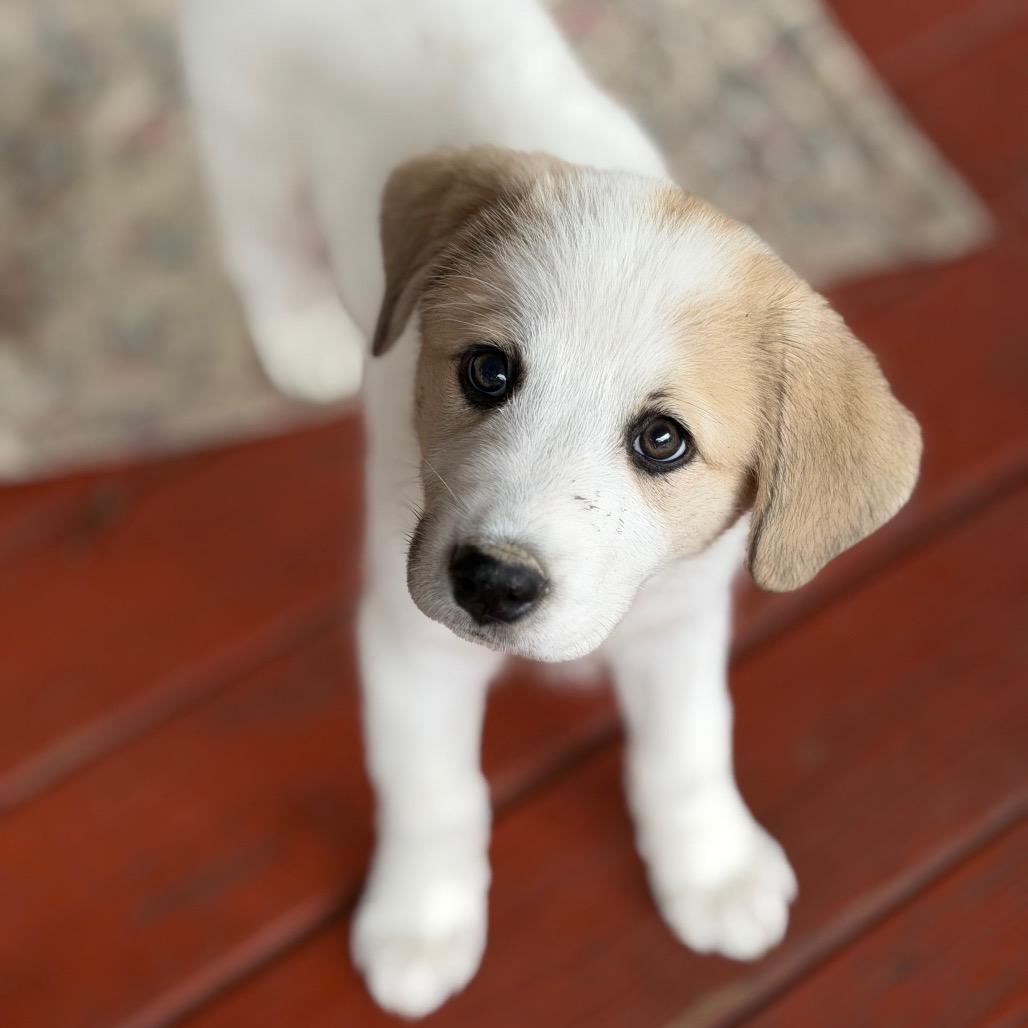 Lottie, Adoptable, Puppy Female Great Pyrenees.