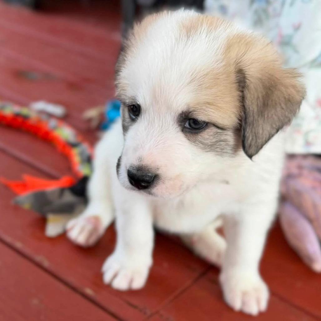 Enlarge Lottie, a Adoptable Great Pyrenees in Columbus, OH image 3/5