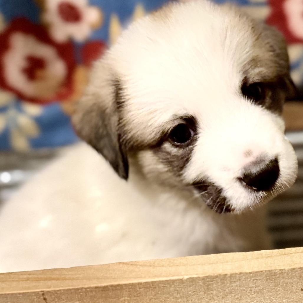 Enlarge Lottie, a Adoptable Great Pyrenees in Columbus, OH image 5/5