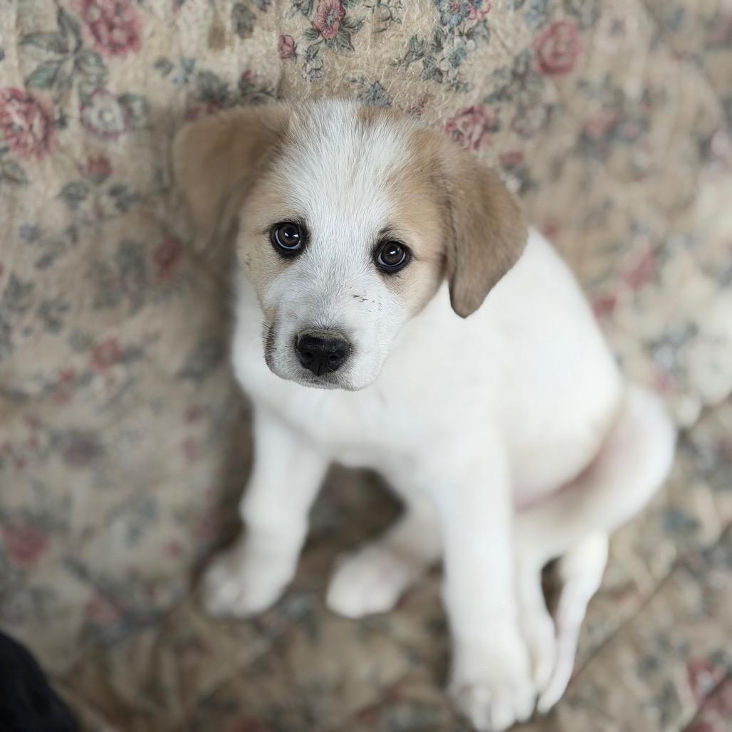 Enlarge Lottie, a Adoptable Great Pyrenees in Columbus, OH image 2/5