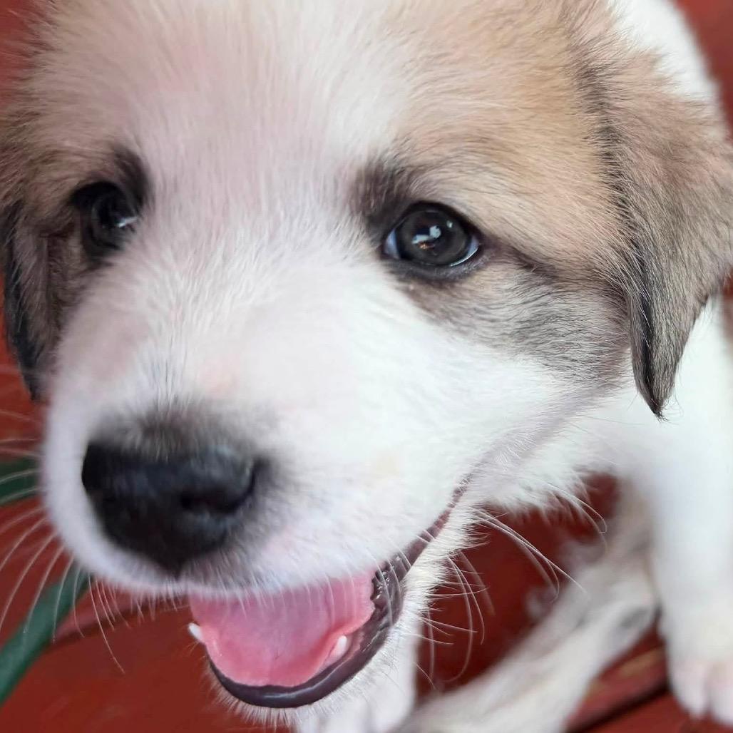Enlarge Lottie, a Adoptable Great Pyrenees in Columbus, OH image 4/5