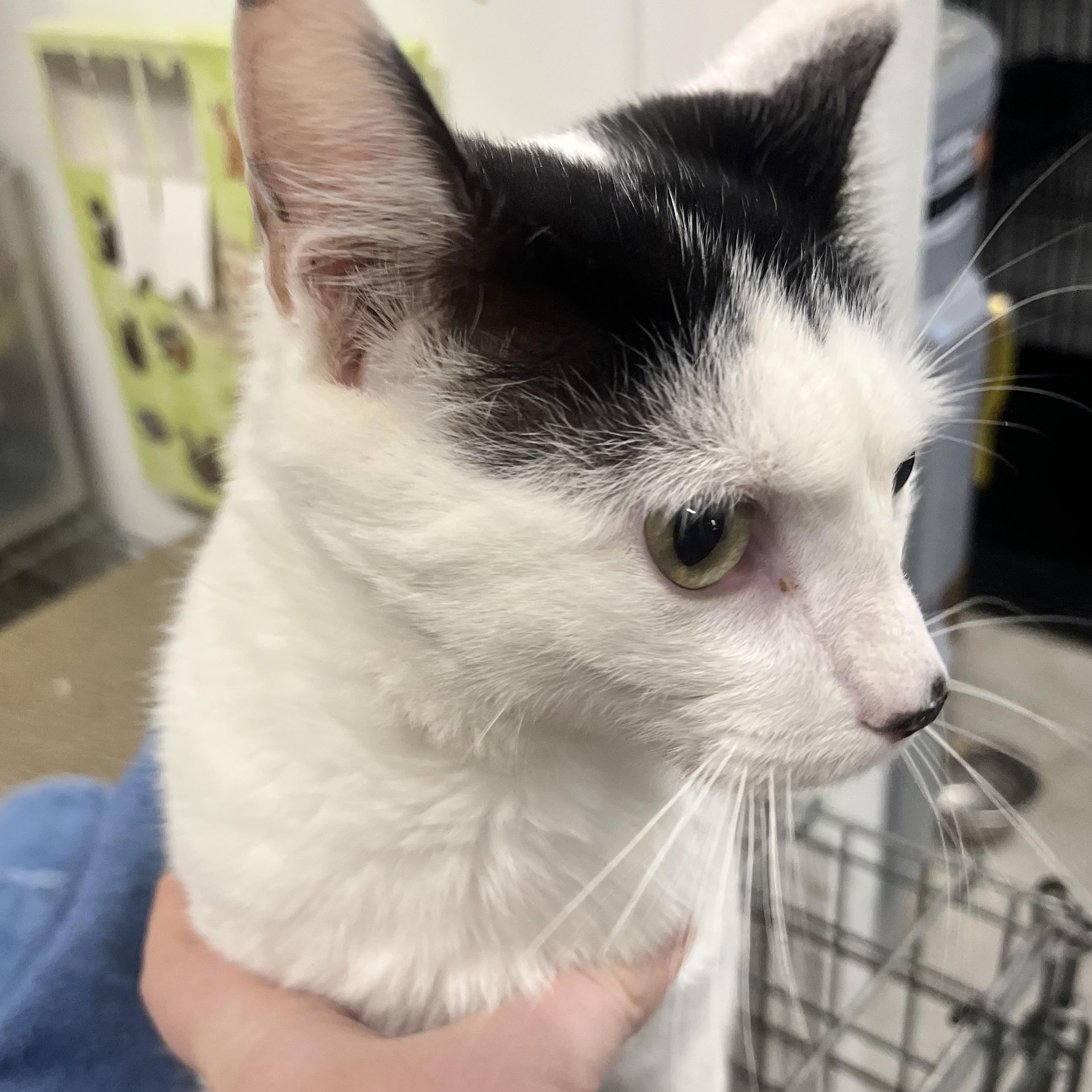 FOUND C72, adopted, Adult Female Domestic Short Hair.