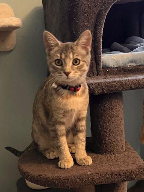 Dove, ADOPTABLE, Kitten Female Domestic Short Hair.