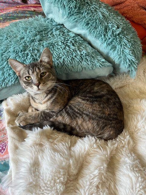 Enlarge Dove, a ADOPTABLE Domestic Short Hair in Lake Orion, MI image 2/5