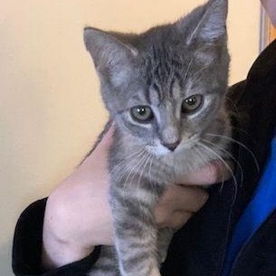 Enlarge Dove, a ADOPTABLE Domestic Short Hair in Lake Orion, MI image 2/4