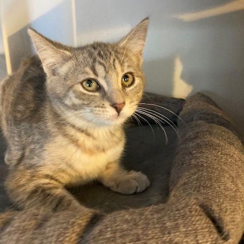 Enlarge Dove, a ADOPTABLE Domestic Short Hair in Lake Orion, MI image 4/4