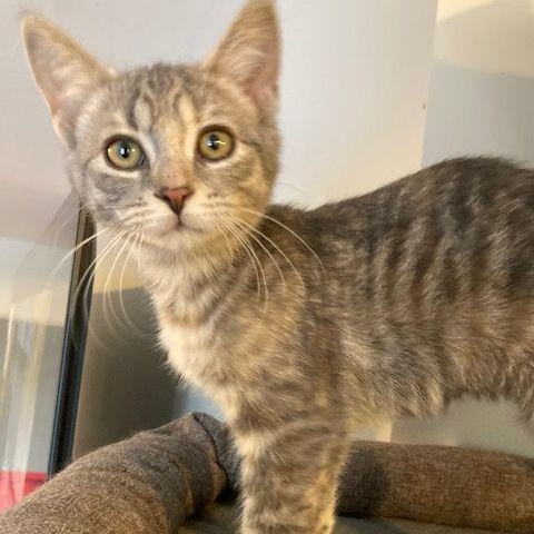 Enlarge Dove, a ADOPTABLE Domestic Short Hair in Lake Orion, MI image 3/4