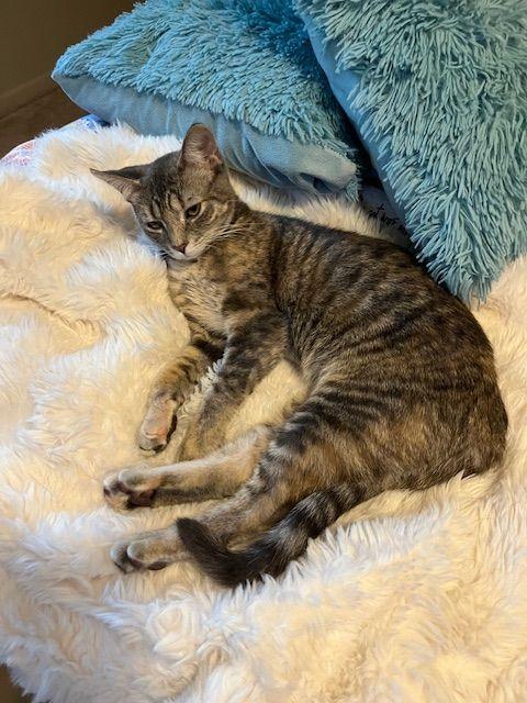 Dove, ADOPTABLE, Kitten Female Domestic Short Hair.