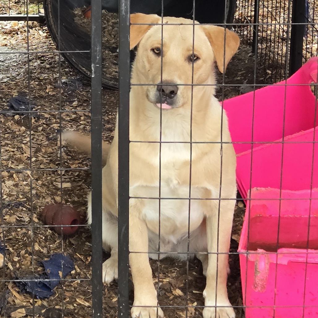 Enlarge Buster, a Adoptable mixed breed in Eureka Springs, AR image 1/2
