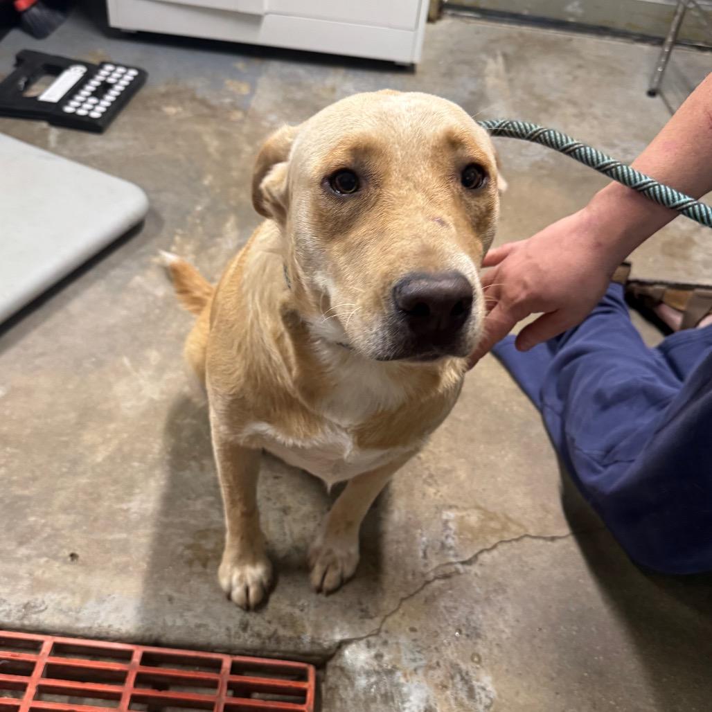 Enlarge Buster, a Adoptable mixed breed in Eureka Springs, AR image 2/2