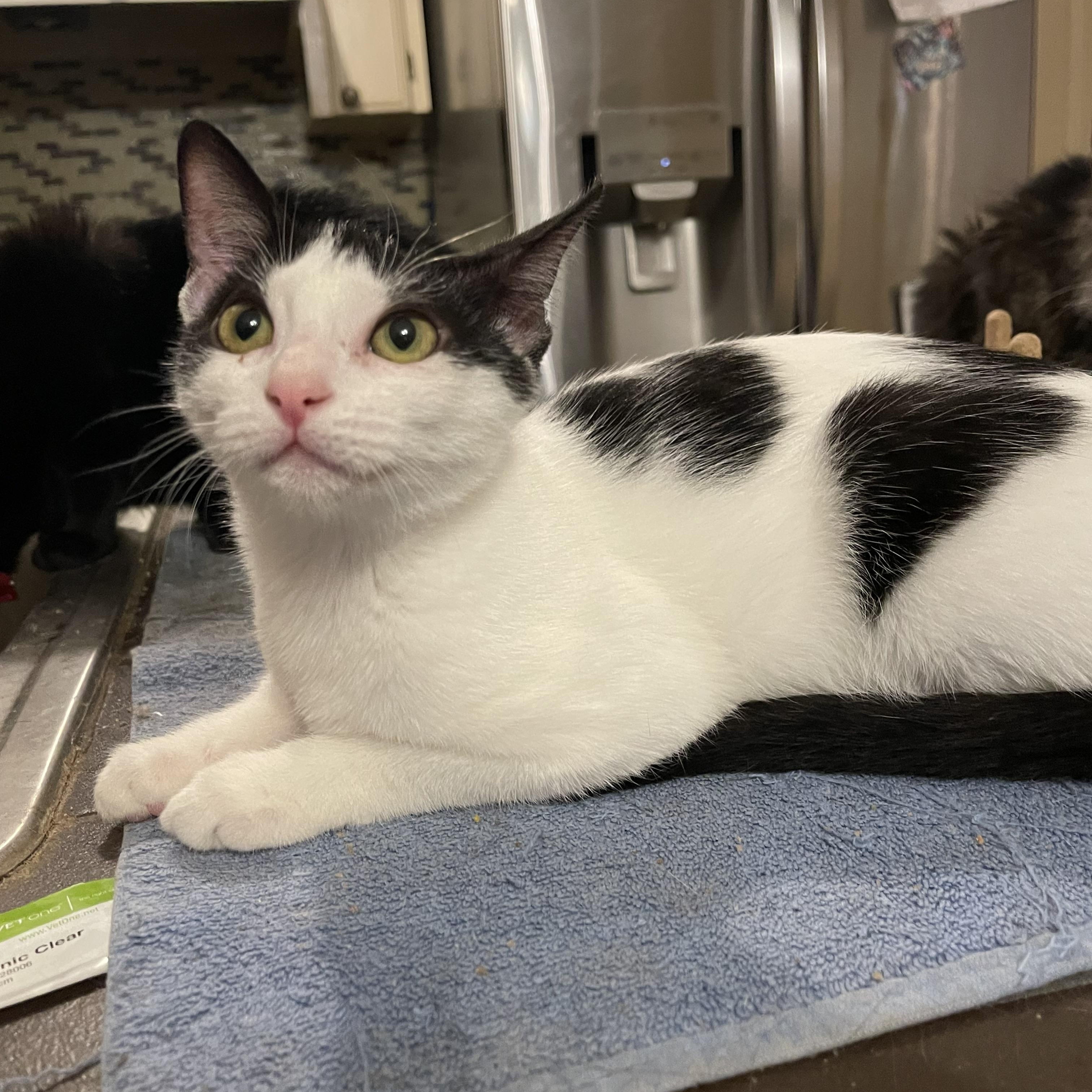 Enlarge Olivia , a ADOPTABLE mixed breed in san antonio, TX image 2/2