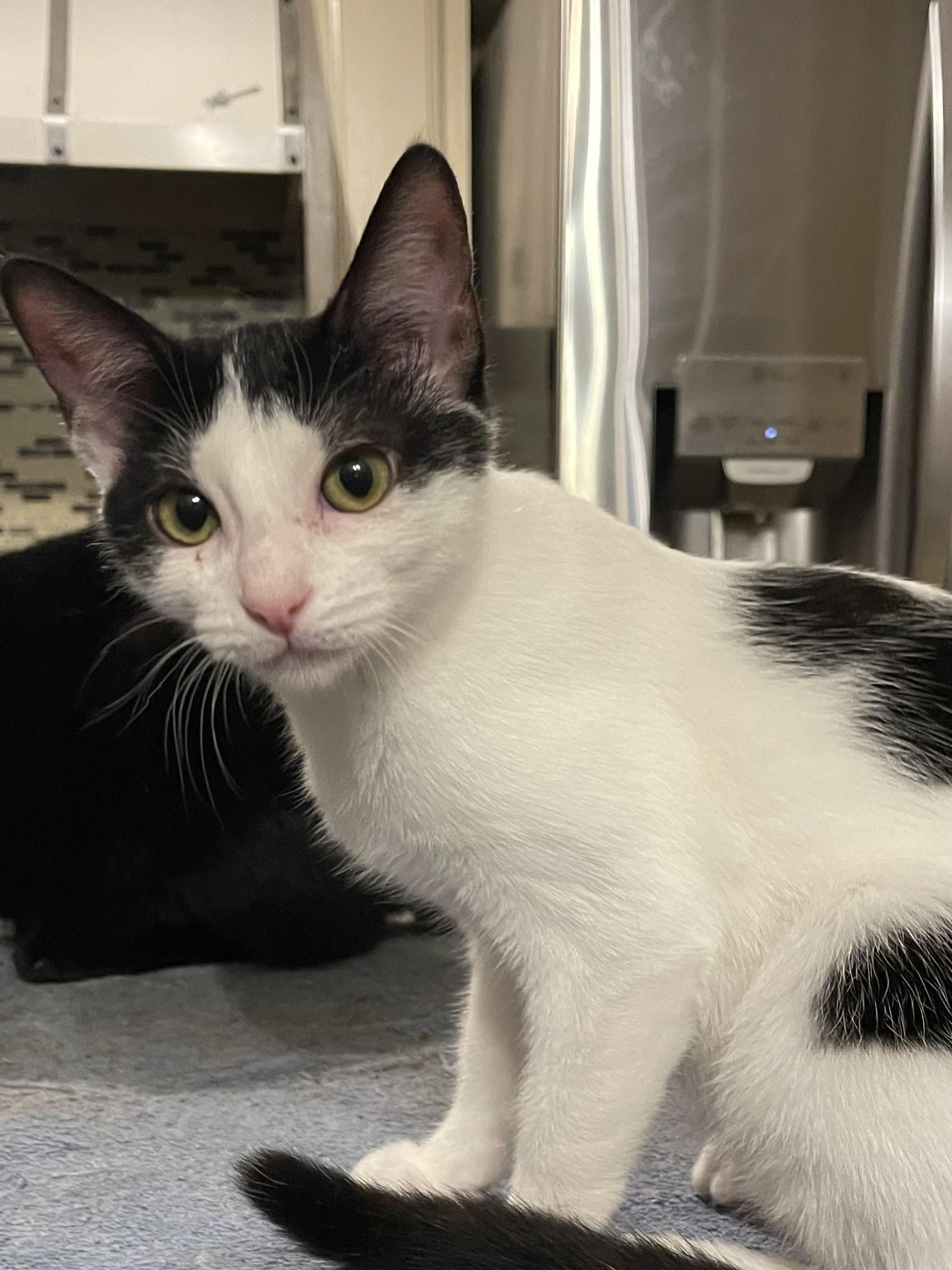 Olivia , ADOPTABLE, Young Female Domestic Short Hair.