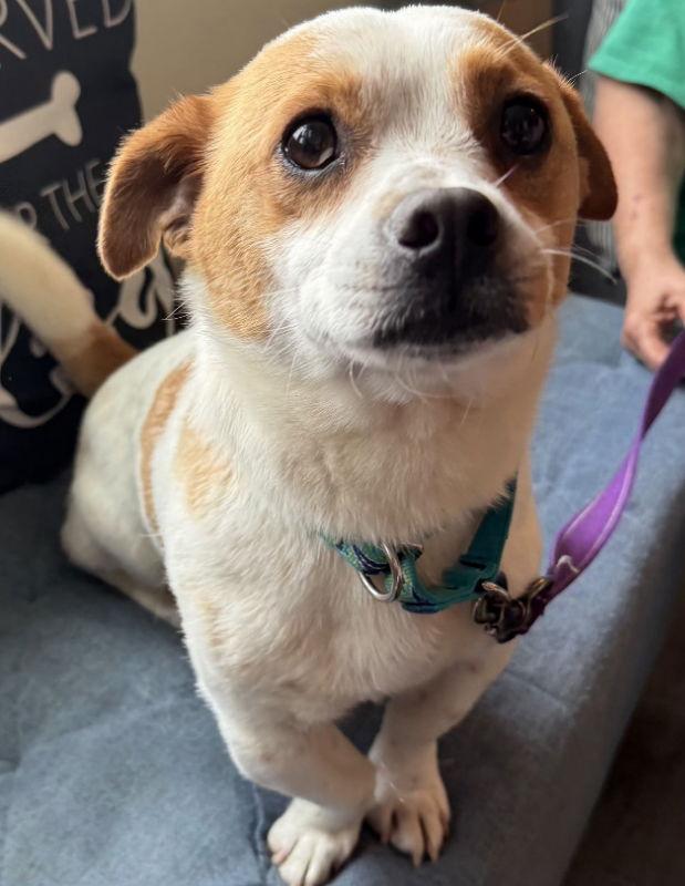 Jax *Adoption Pending*, a Adopted mixed breed in Fairfax, VA image 1/2