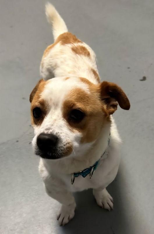 Jax *Adoption Pending*, a Adopted mixed breed in Fairfax, VA image 2/2