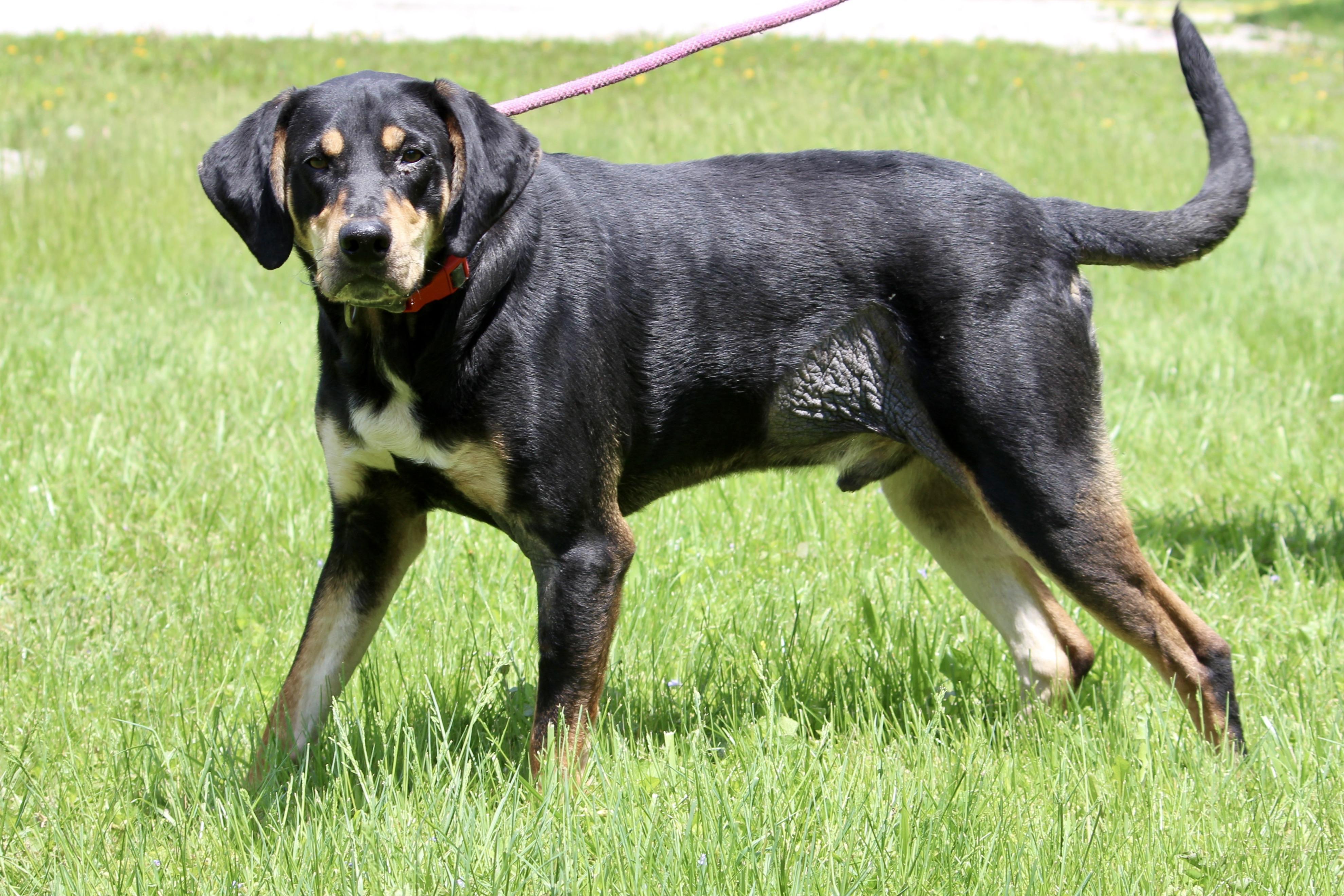 FIN, a Adoptable Mixed Breed in Brazil, IN image 4/6