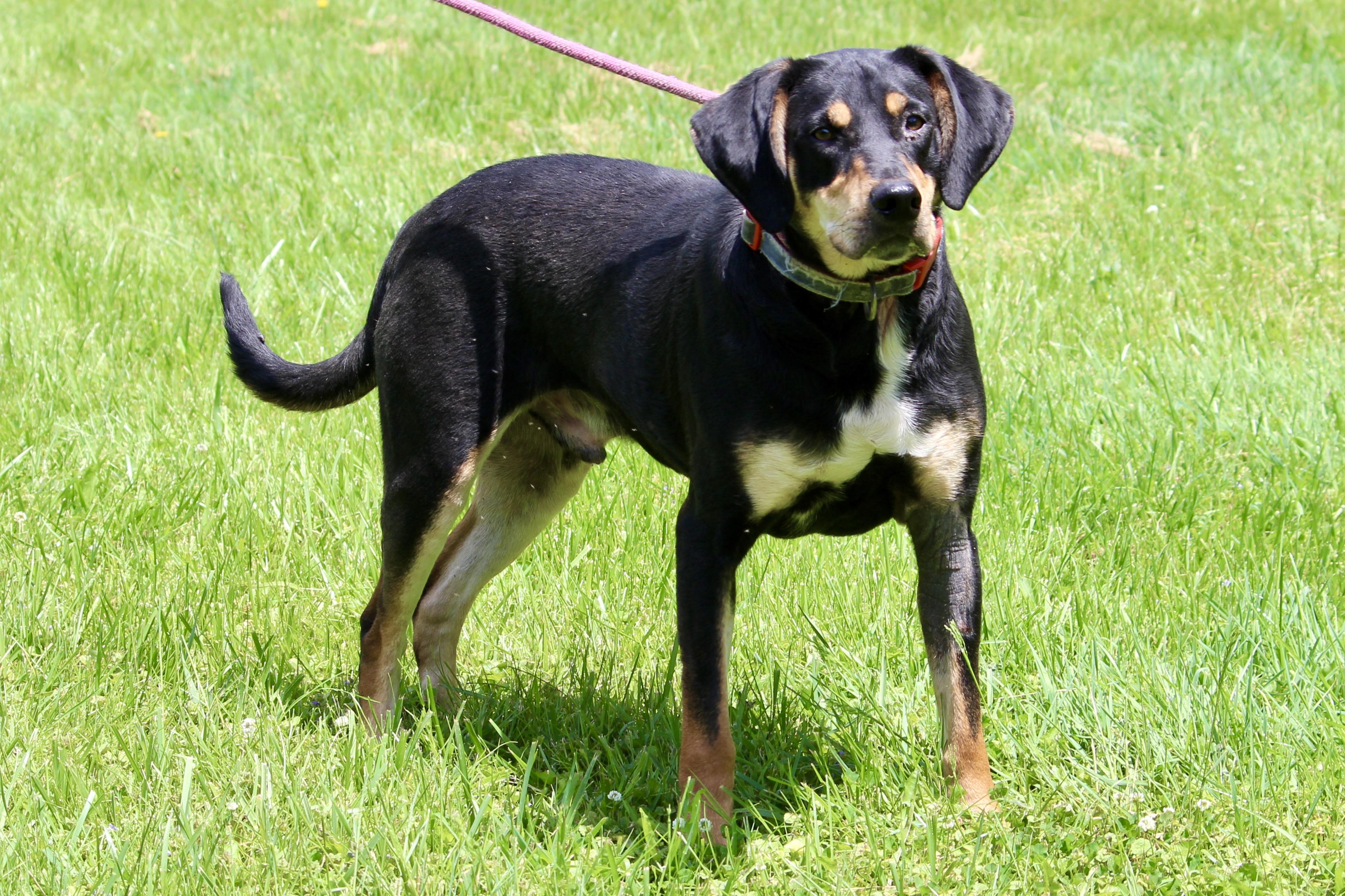 FIN, a Adoptable Mixed Breed in Brazil, IN image 6/6