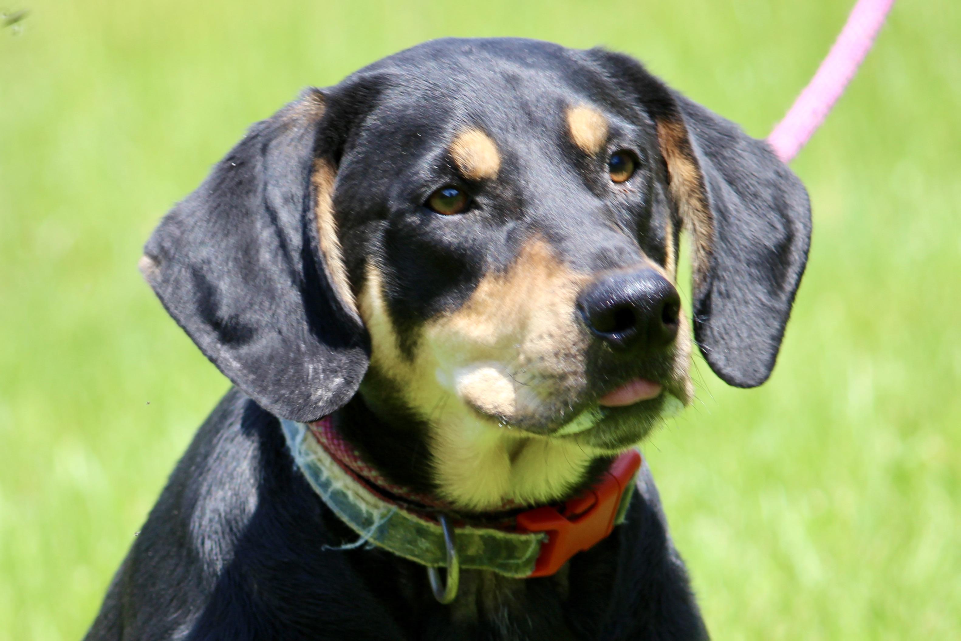 FIN, Adult Male Mixed Breed