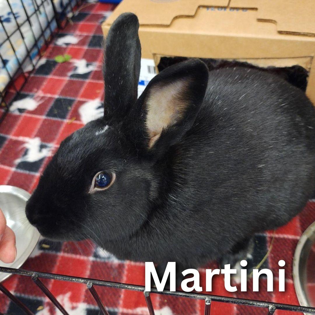 Martini, Adoptable, Adult Male New Zealand.