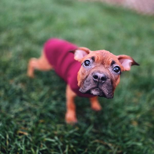 Bug, a Adoptable mixed breed in Oakland, CA image 1/4