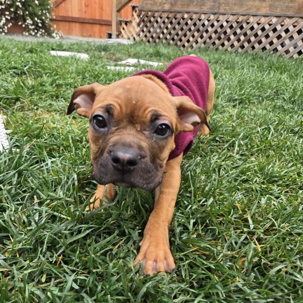 Bug, a Adoptable mixed breed in Oakland, CA image 2/4