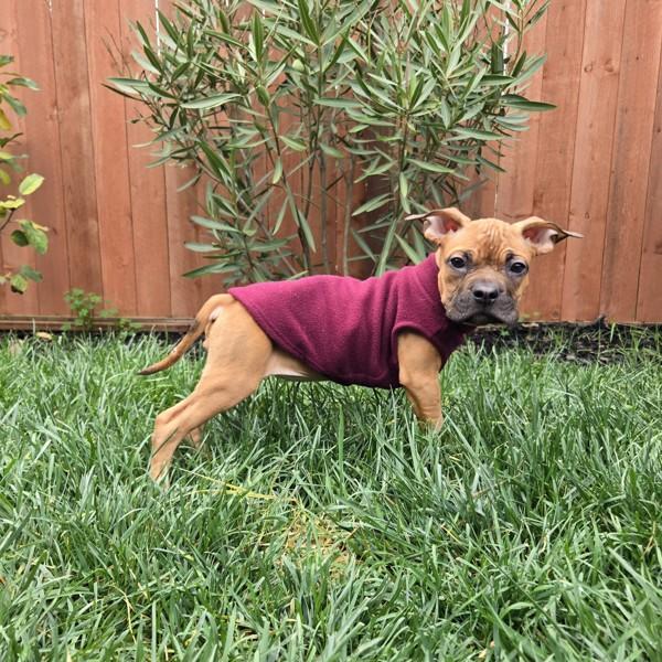 Bug, a Adoptable mixed breed in Oakland, CA image 3/4