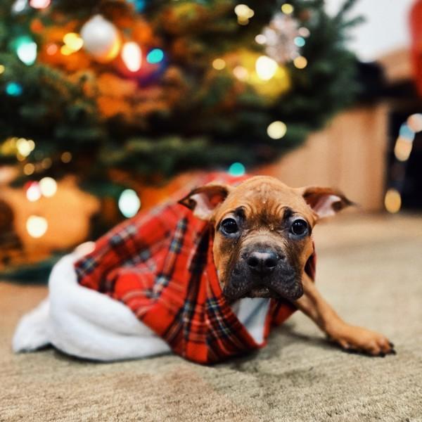 Bug, a Adoptable mixed breed in Oakland, CA image 4/4