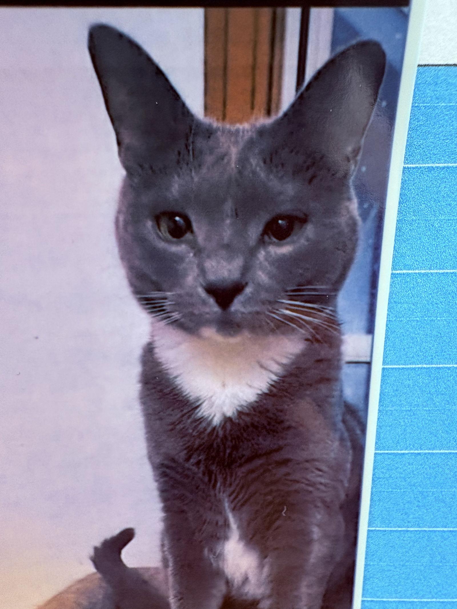 Enlarge Fritzie, a Adoptable Domestic Short Hair in Pittsburgh, PA image 1/1