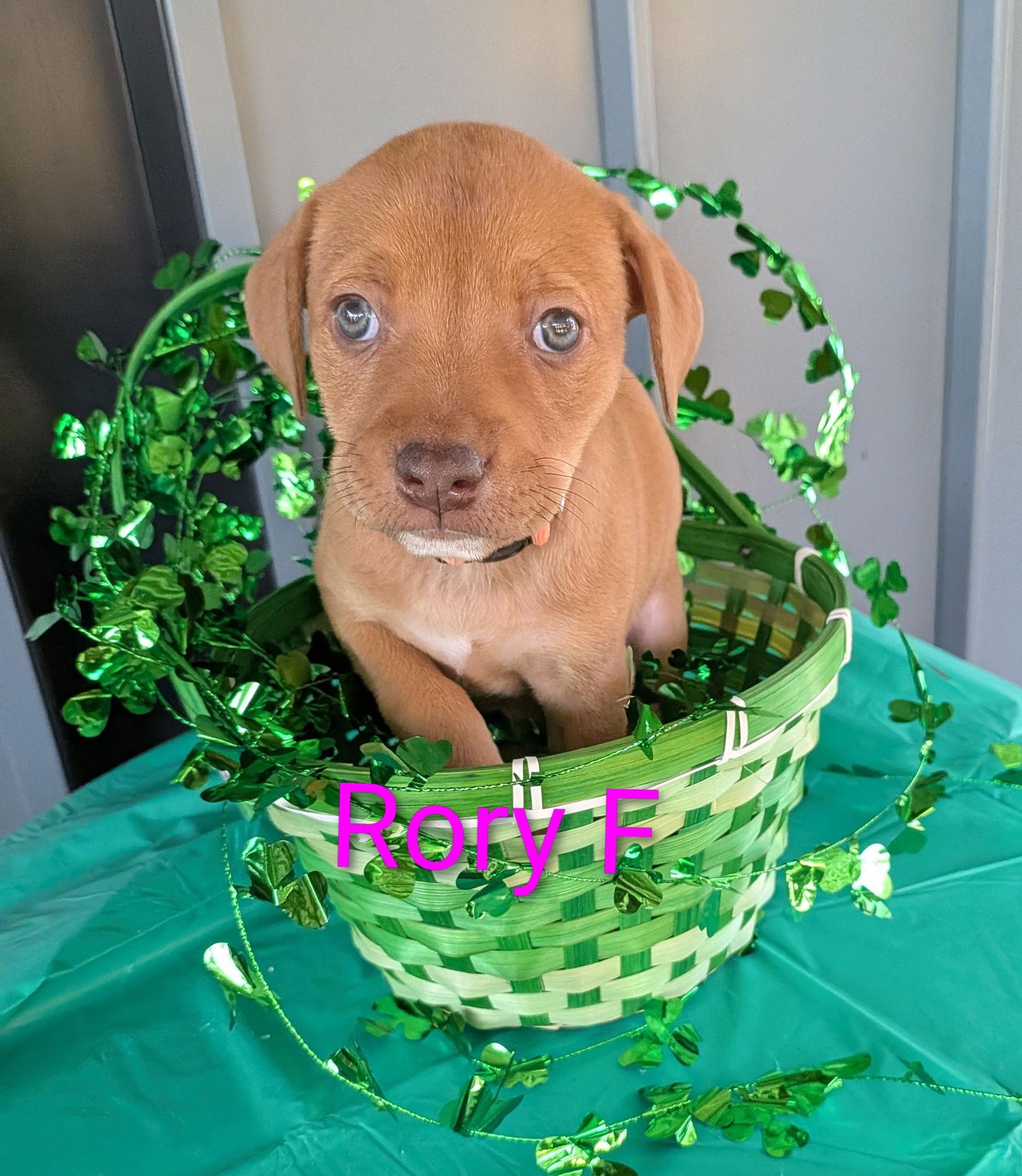 Enlarge Rory, a Adoptable mixed breed in Charlotte, NC image 1/1