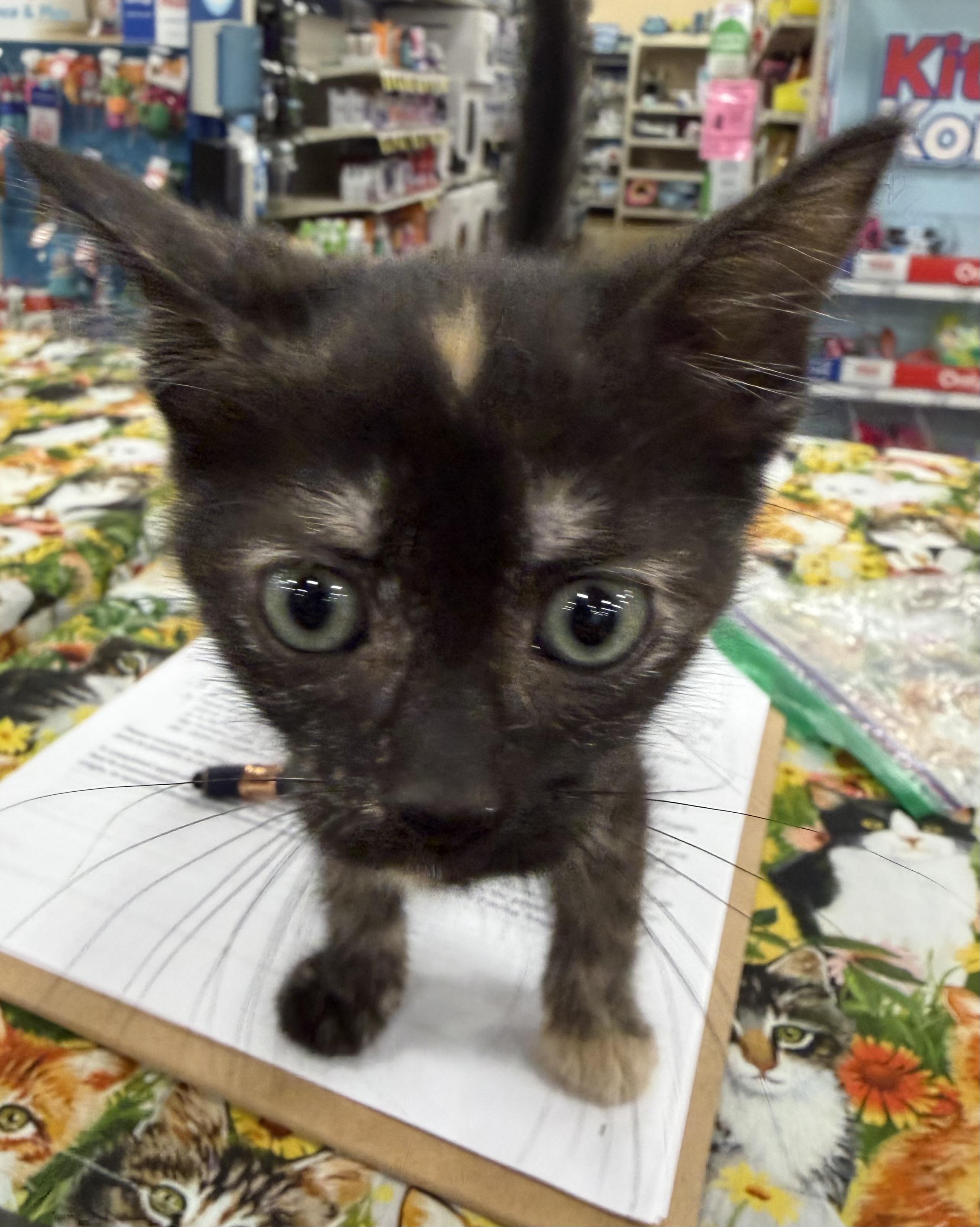 Gracie, a ADOPTABLE Tortoiseshell in Bridgeton, NC image 2/2