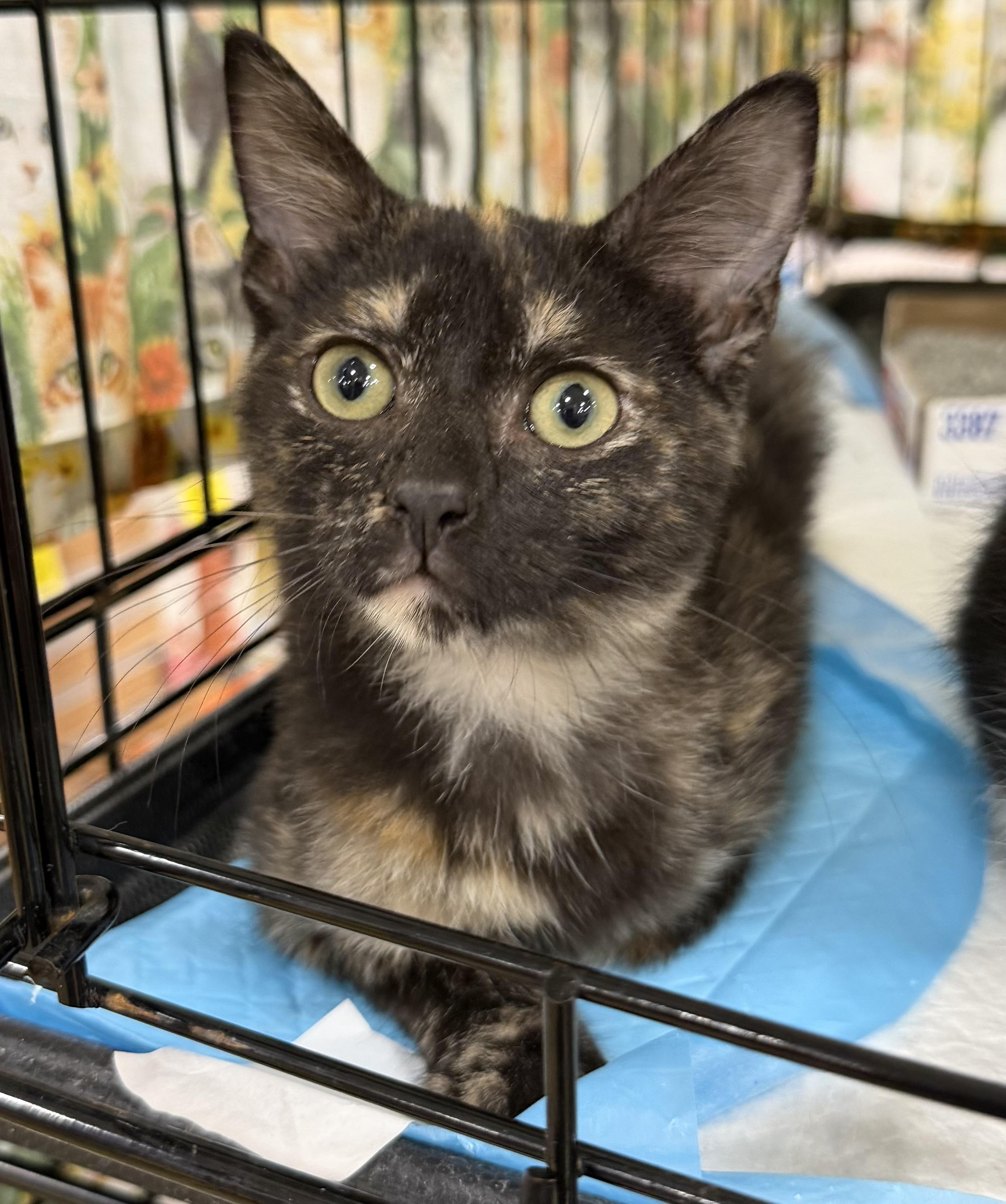 Gracie, adopted, Kitten Female Tortoiseshell.