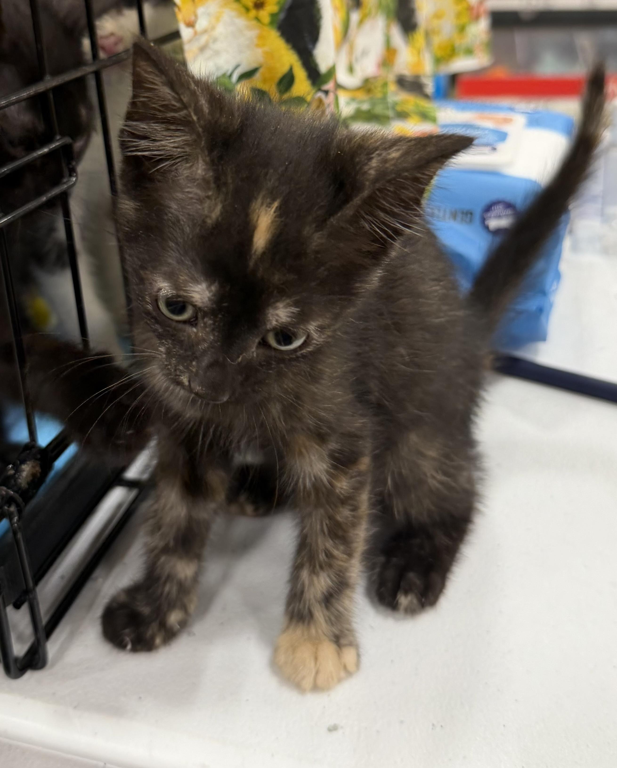 Gracie, a ADOPTABLE Tortoiseshell in Bridgeton, NC image 1/2