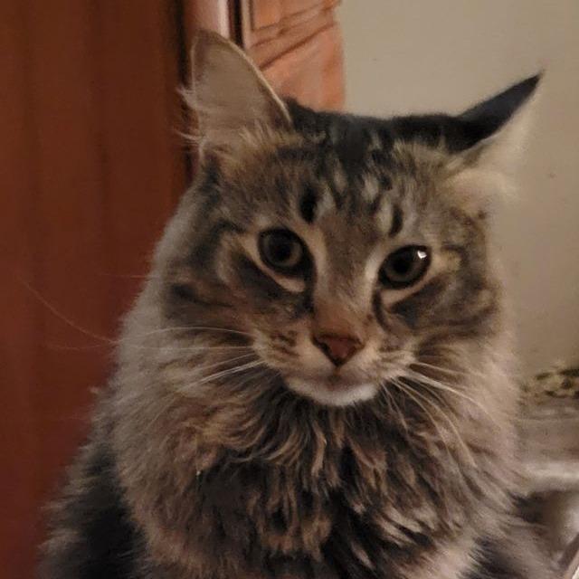 Enlarge Marlin, a Adoptable Domestic Long Hair in Boston, MA image 1/2