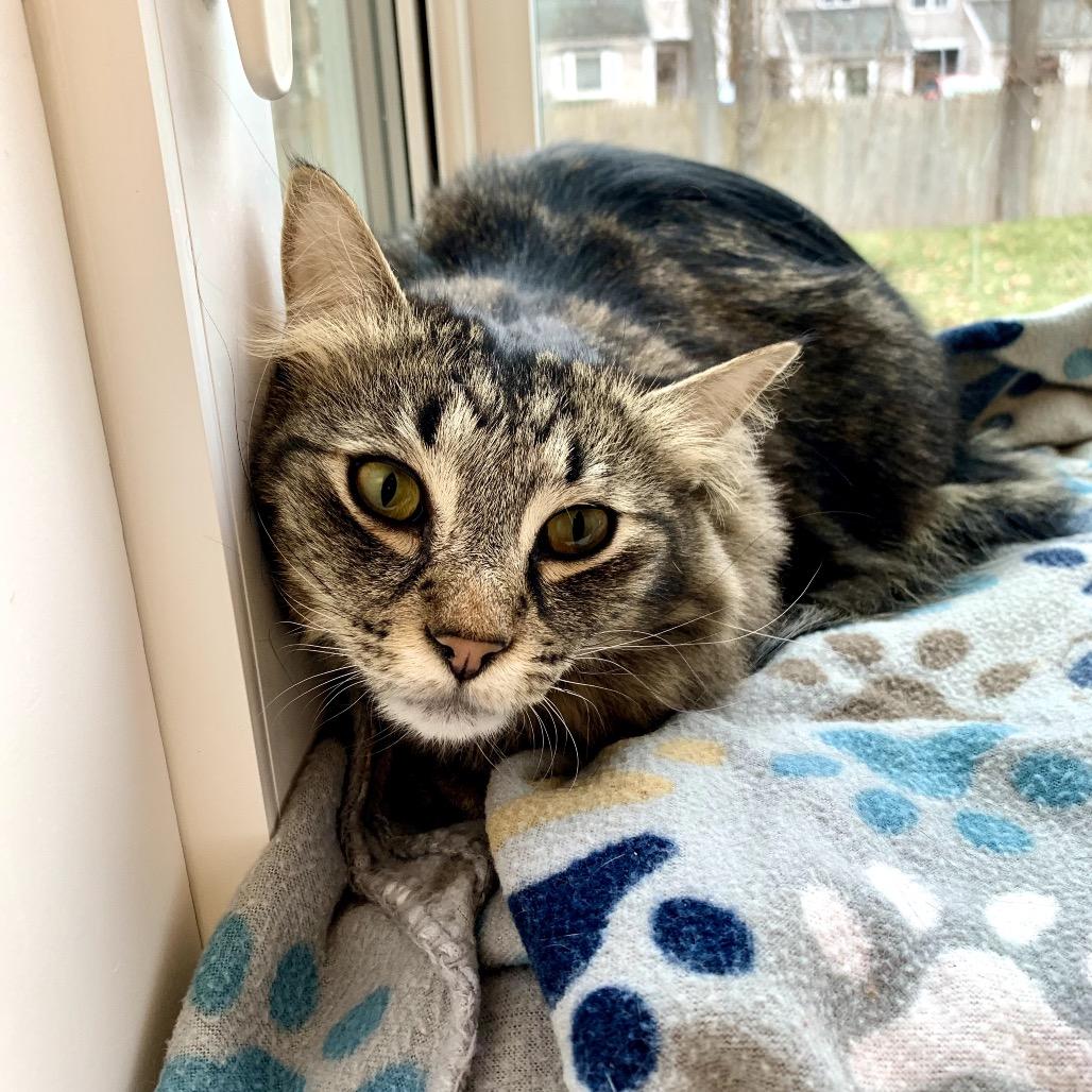 Enlarge Marlin, a Adoptable Domestic Long Hair in Boston, MA image 2/2