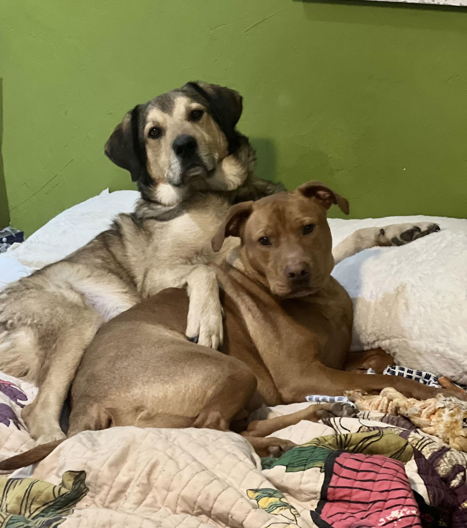 Tucker & Steph, a Adoptable Shepherd in Winter Park, CO image 2/3