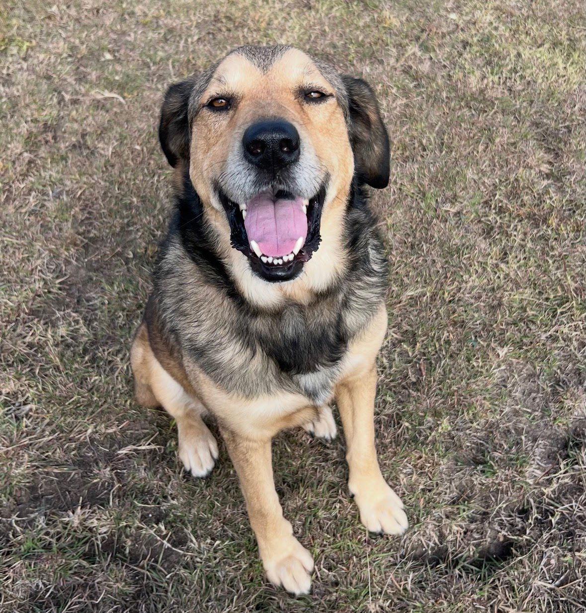 Tucker & Steph, a Adoptable Shepherd in Winter Park, CO image 3/3