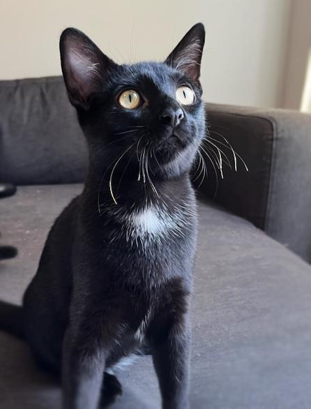 Enlarge Draven, a Adoptable Domestic Short Hair image 1/1