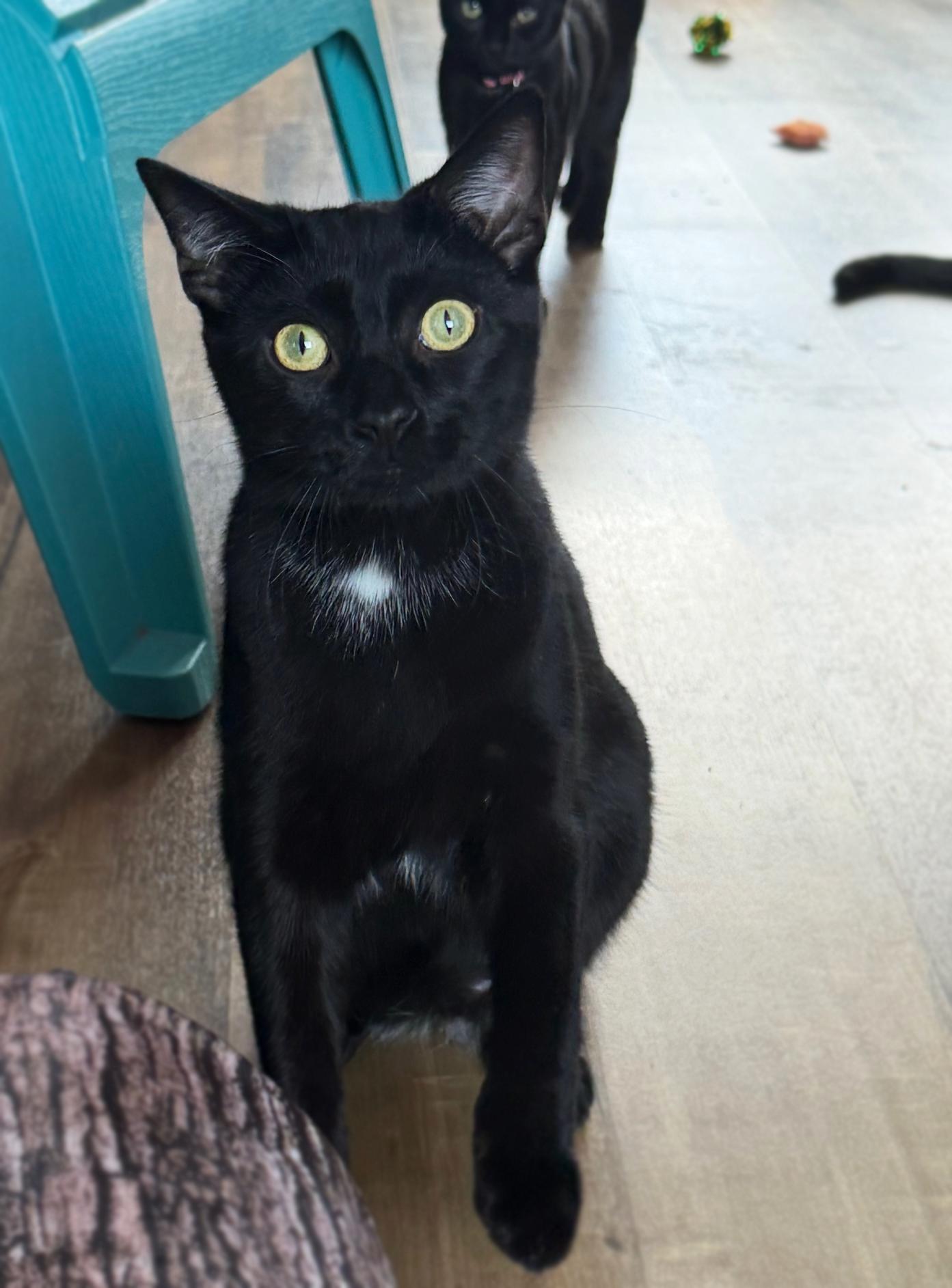 Draven, Adoptable, Kitten Male Domestic Short Hair.